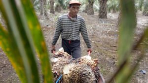 Palm Oil Magazine