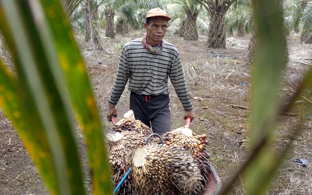 Riau Independent Smallholder FFB Price Jumps IDR 50.57 per Kg for September 2–8 Palm Oil Magazine