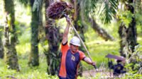 Palm Oil Magazine
