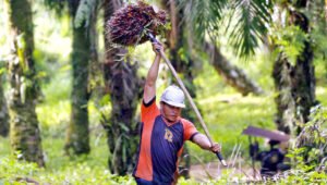 Palm Oil Magazine