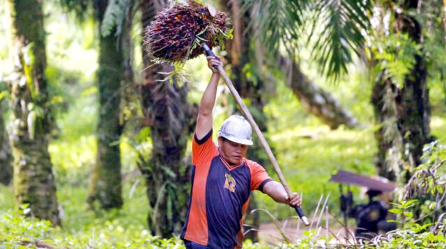 Palm Oil Magazine