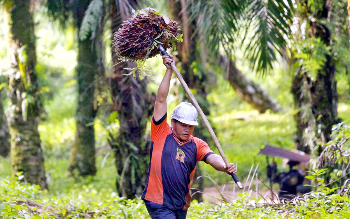Palm Oil Magazine