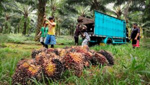 Palm Oil Magazine