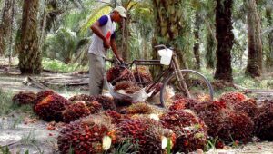 Palm Oil Magazine