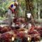 Palm Oil Magazine