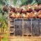 Palm Oil Magazine