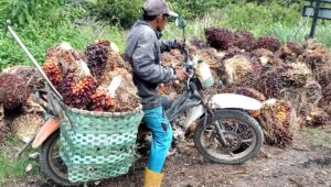 Palm Oil Magazine