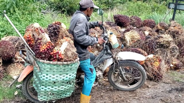 Palm Oil Magazine