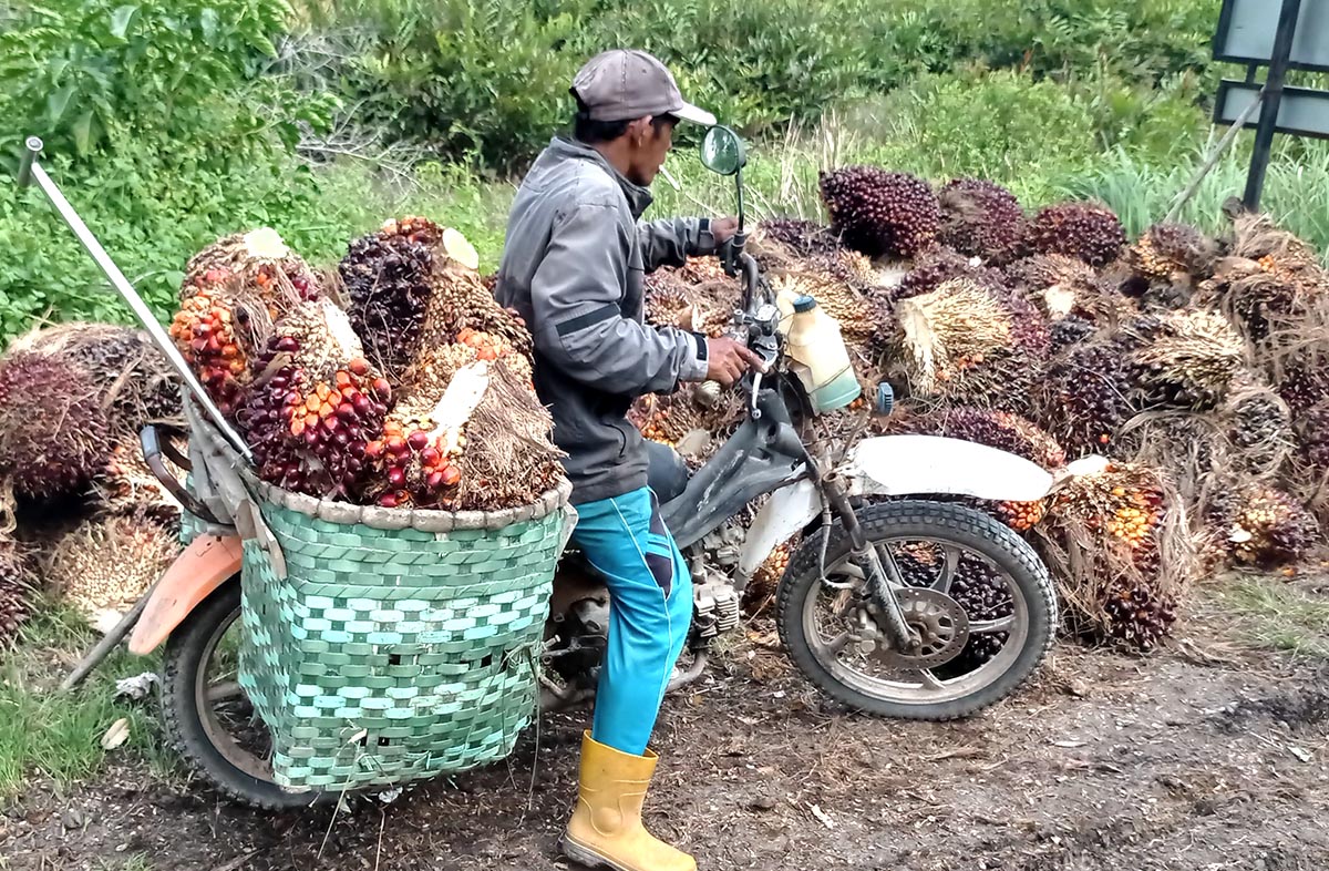 Riau FFB Price Rises IDR 64.62/kg, Nine-Year Palms Reach IDR 3,943.46 Palm Oil Magazine