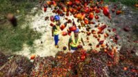 West Sumatra FFB Price Falls to IDR 4,005.47 per Kg in Early September Palm Oil Magazine
