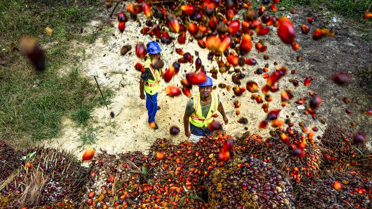 West Sumatra FFB Price Falls to IDR 4,005.47 per Kg in Early September Palm Oil Magazine
