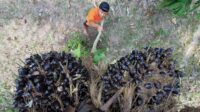 North Sumatra FFB Prices Rise by IDR 22.77/Kg, Highest at IDR 4,079.09 Palm Oil Magazine