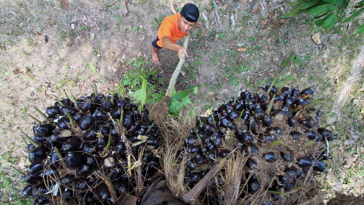 North Sumatra FFB Prices Rise by IDR 22.77/Kg, Highest at IDR 4,079.09 Palm Oil Magazine