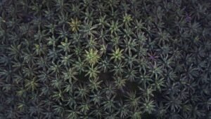 Palm Oil Magazine