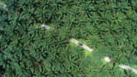 Palm Oil Magazine