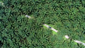 Palm Oil Magazine