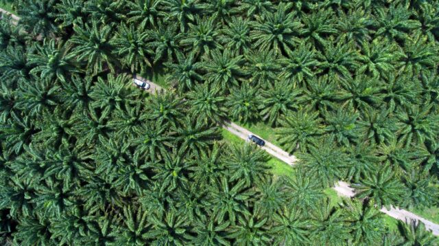 Palm Oil Magazine