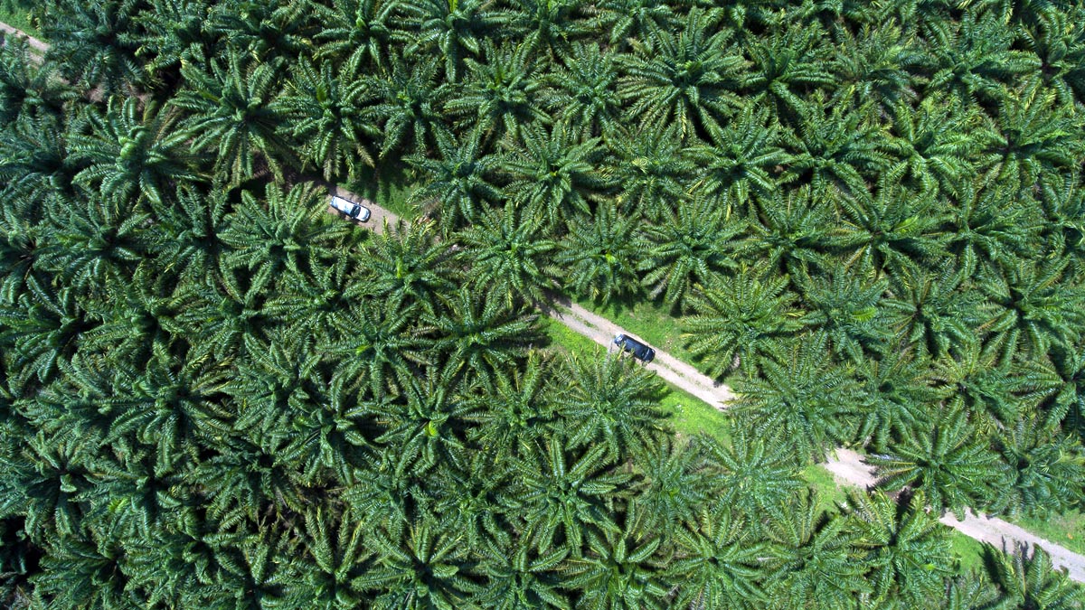 Palm Oil Magazine