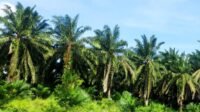 Organic Fertilizer Helps Indonesia’s Palm Oil Industry Cut Production Costs Palm Oil Magazine