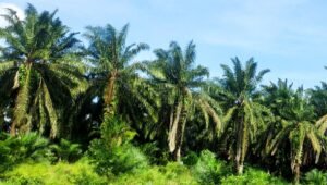 Palm Oil Magazine