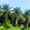 Palm Oil Magazine
