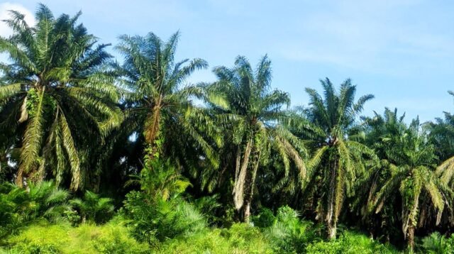 Palm Oil Magazine