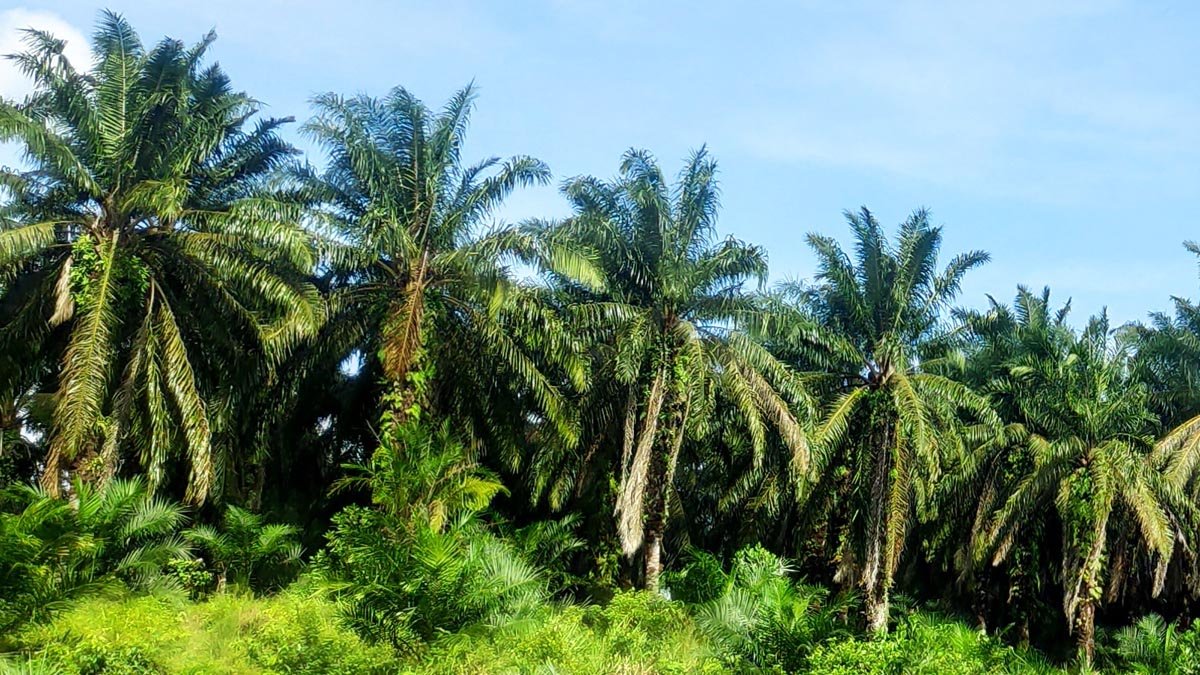 Palm Oil Magazine