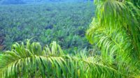 CELIOS: Sulawesi Exceeded Environmental Limits as Mining, Palm Oil Expand Palm Oil Magazine