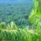 Palm Oil Magazine