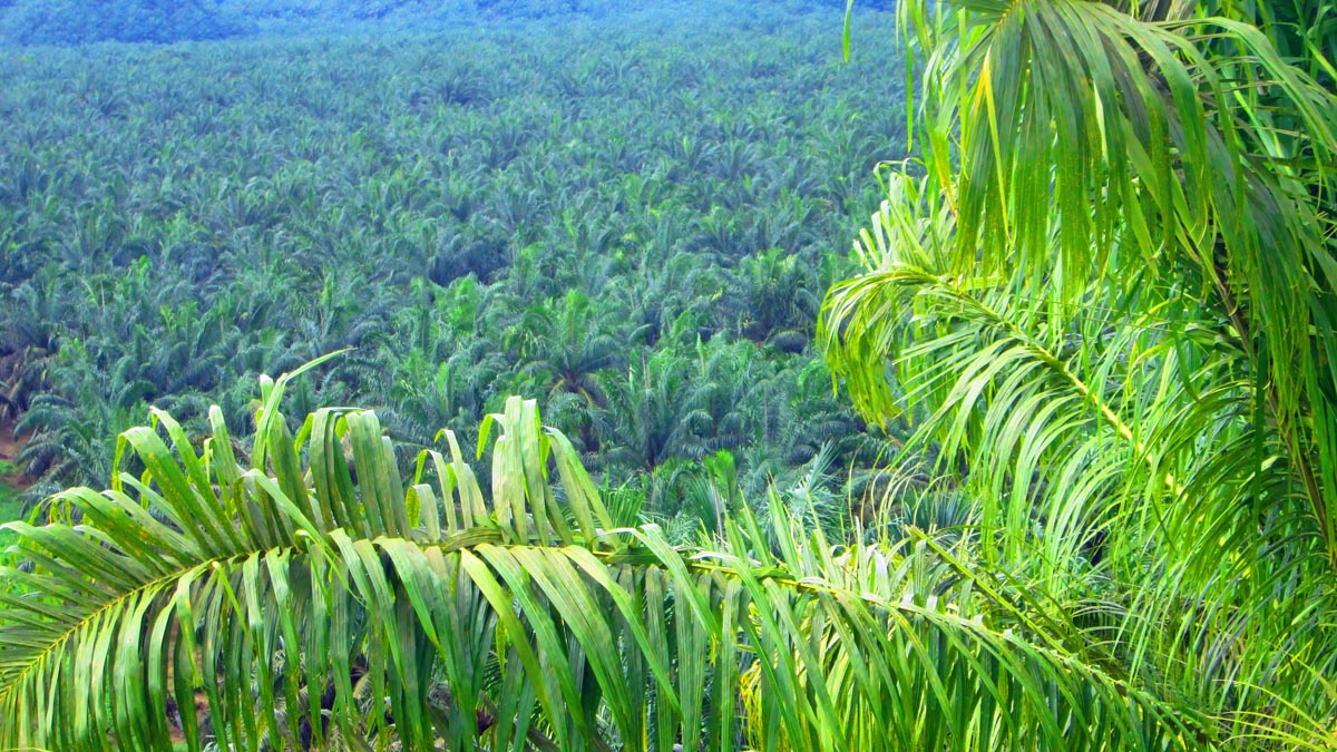 CELIOS: Sulawesi Exceeded Environmental Limits as Mining, Palm Oil Expand Palm Oil Magazine