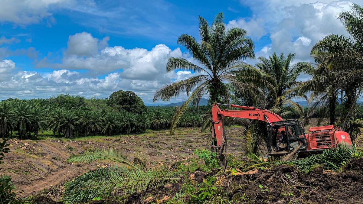 East Kutai Accelerates Palm Oil Replanting, 1,900 Hectares Target ISPO Certification Palm Oil Magazine
