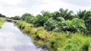 Palm Oil Magazine