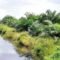 Palm Oil Magazine