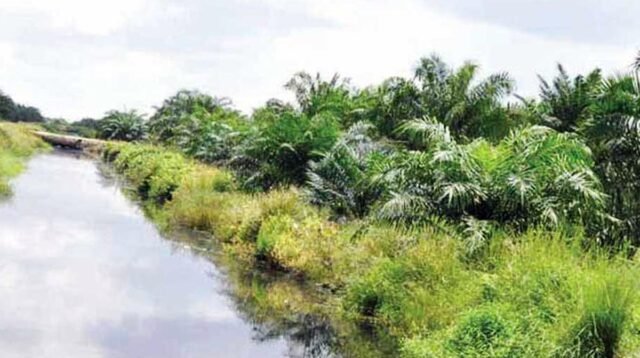 Palm Oil Magazine