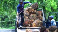 Riau Plasma FFB Price Falls to IDR 3,948.70/Kg for Sept. 23–29 Palm Oil Magazine