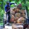 Palm Oil Magazine