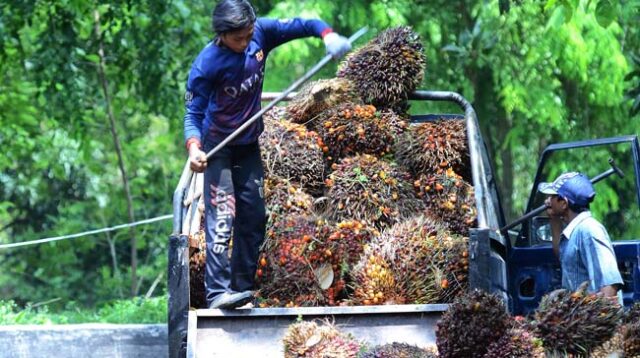 Palm Oil Magazine