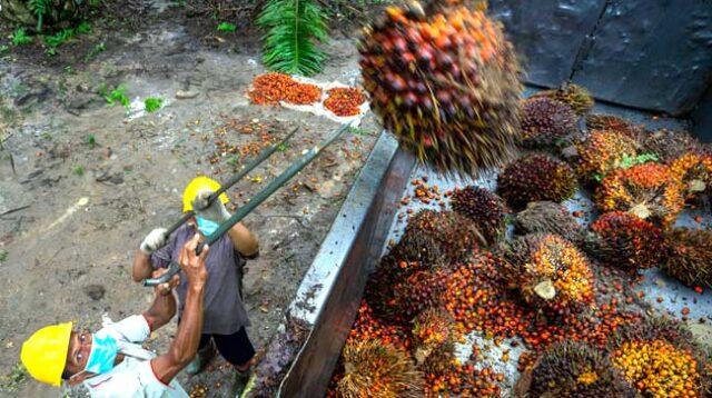 Palm Oil Magazine