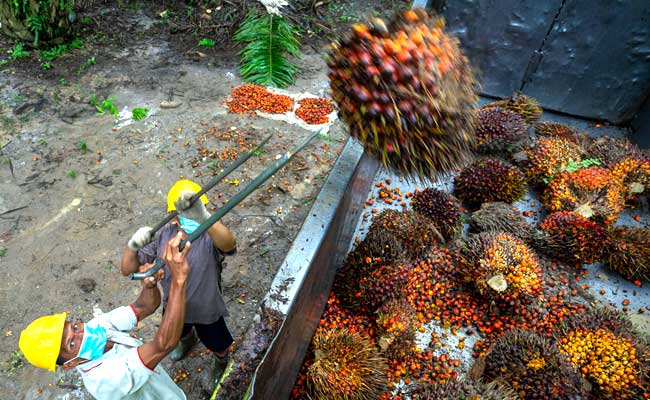Riau FFB Price Falls to IDR 3,885.17/Kg for Sept. 23–29, 2026 Palm Oil Magazine