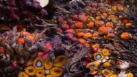 North Sumatra FFB Prices Fall IDR 169.53 to IDR 3,801.58/kg for Sept. 30–Oct. 6 Period Palm Oil Magazine