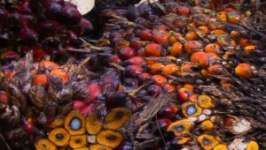 Palm Oil Magazine