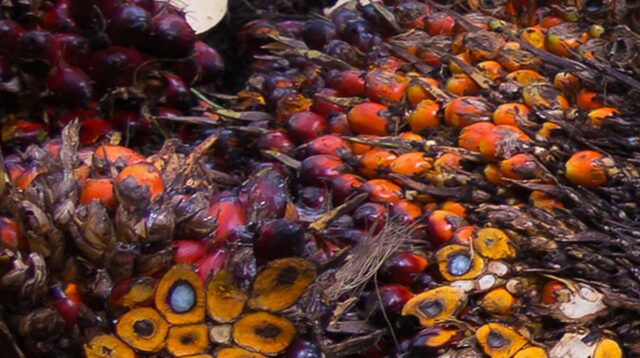 Palm Oil Magazine