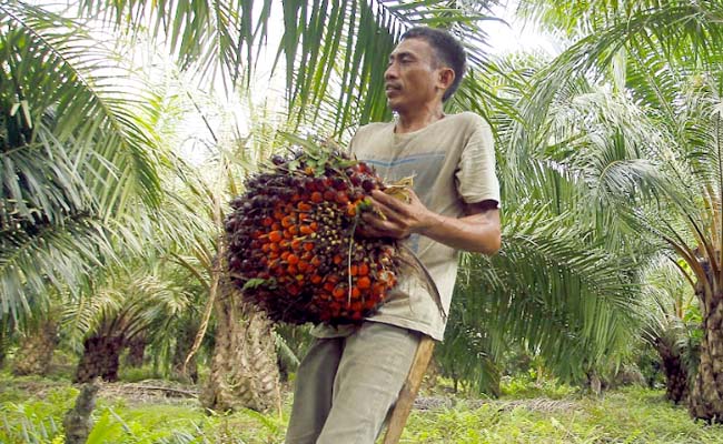 Palm Oil Magazine