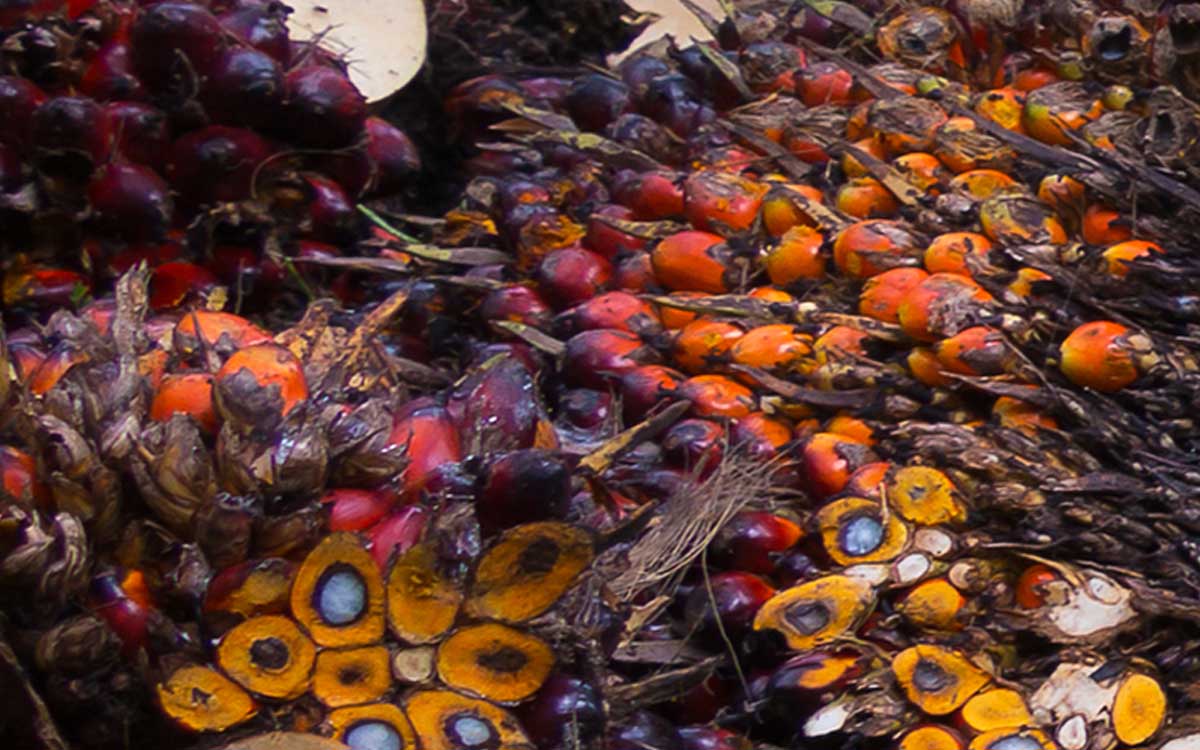Palm Oil Magazine