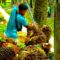 Palm Oil Magazine