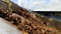 Palm Oil Mill Expert Identifies Key Drivers of Extraction Rate, From FFB Sorting to Oil Losses Palm Oil Magazine
