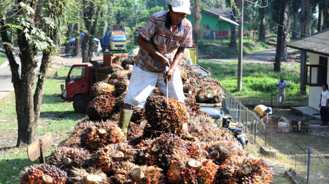 Palm Oil Magazine