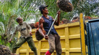 East Kalimantan Sets FFB Price at IDR 3,617.55/kg for Sept. 16–30 Palm Oil Magazine