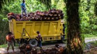 Central Kalimantan FFB Prices Slide to IDR 3,566.72/kg in Early October Palm Oil Magazine