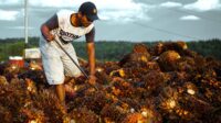 Palm Oil Magazine